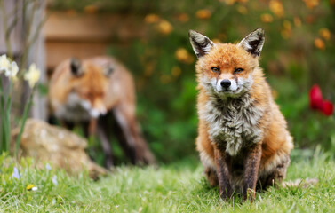 Close up of a Red fox sitting in grass