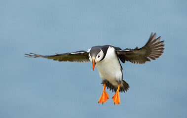 Close up of Atlantic puffin in flight