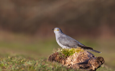 Common Cuckoo perched on a log in a meadow