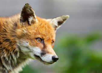 Portrait of a Red fox (Vulpes vulpes)