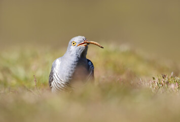 Close up of a Common Cuckoo eating a mealworm