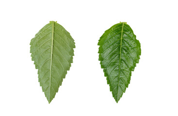green leaves isolated on white background