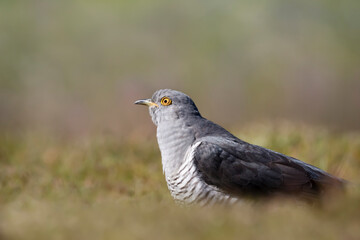 Close up of a Common Cuckoo in a meadow