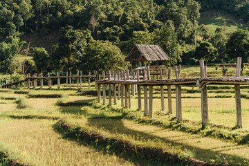 Bamboo bridge over rice paddies, Boon Ko Ku Soo in Pai