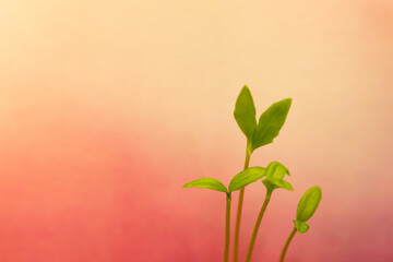 pinky rosy red background with young sprout, leaves, seedling in spring time or summer in garden,...