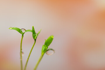 pinky rosy red background with young sprout, leaves, seedling in spring time or summer in garden, Closeup. Nature greenery environment ecology wallpaper, agriculture planting with water or dew drops