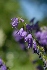Blue bells blossomed in the summer garden. Shallow depth of field