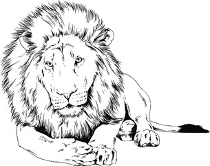 big lion with the mane is painted with ink by hand on a white background
