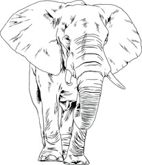large full-length elephant drawn in ink by hand on a white background sketch
