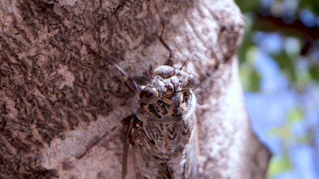 cicada