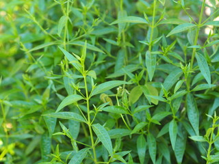 King of bitters Andrographis paniculata Burm, Wall. Ex Nees, Fah Talai jhon, Thai herbs, heat up the cold green leaves tree plant blooming in garden vegetable nature protect coronavirus, covid-19