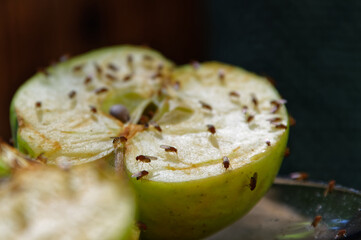 A cut apple has attracted fruit flies to feed on it