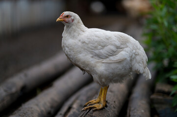 close up of a chicken, white chicken on the farm