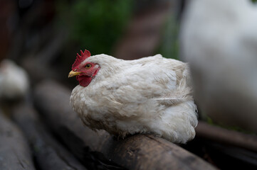 close up of a chicken, white chicken on the farm, broiler