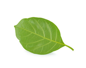 green leaf on a white background