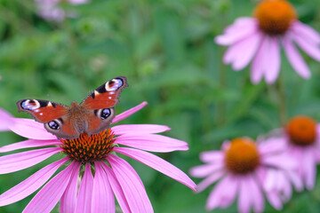 Obraz premium Echinacea purpurea. A peacock-eye butterfly sits on a flower. Close-up, day. Asteraceae, Saturniidae.