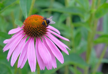 Echinacea purpurea. A bumblebee sits on a flower. Close-up, day. 