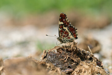 Map butterfly (Araschnia levana) feeds on some dung.