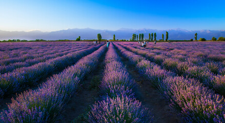 Fototapeta na wymiar Lavender plantation at sunset in summer..