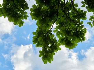 Fototapeta na wymiar Branches and green leaves of oak on a background of sky and clouds