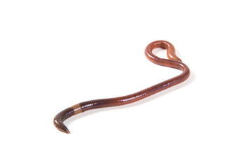 single earthworm isolated on white background