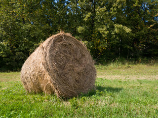 Single hay roll bale in field against forest during sunny summer day, cattle fodder over winter time