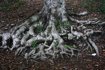 tree roots in the forest