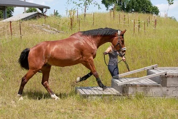 Fotobehang Extrem Trail, Pferde sollen in der Ruhe, selbständig lernen, Hindernisse zu bewältigen. © Marion