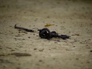 Dragonfly in brown color creature sitting upon black rope isolated at concrete surface