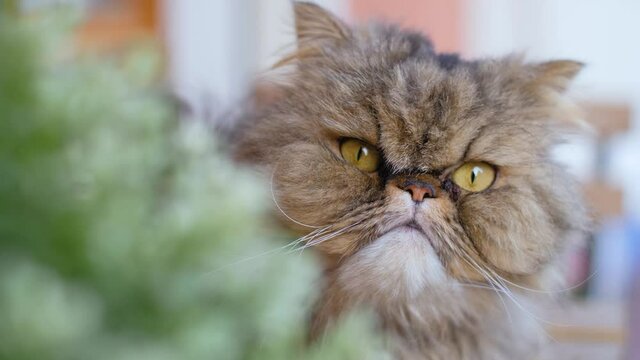 Close up of cute and fluffy mixed breed Persian cat turning its head. Brown and grey domestic pet sitting outdoors and looking at a plant. Slightly grumpy, but friendly and calm long haired breed. 4K.