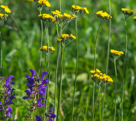 Flowers of Salvia close up on a meadow