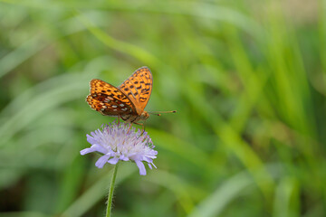 High brown fritillary (Fabriciana adippe) on a scabious.