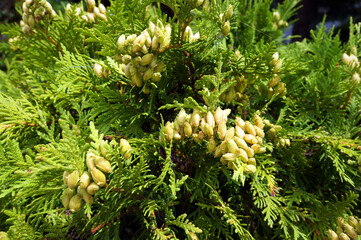 Evergreen tree Thuja Arborvitae.