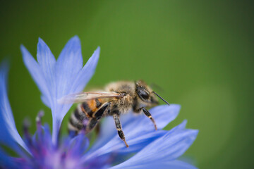 a western honeybee, Apis mellifera, in close-up, collects pollen from a beautiful cornflower