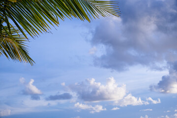 fresh green coconut palm leaves tree  curve shape on blue sky with cloudy background. sharp leaves plant tropical fruit trees in thailand with copy space for typing text.