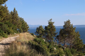 Scenic hiking trail above the sea among pine trees on a sunny summer day, Croatia