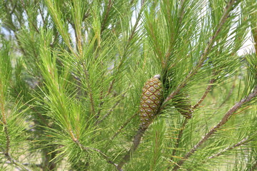 Obraz premium Рine cones on the tree. Pine tree with bright green needles and young cones on a sunny summer day