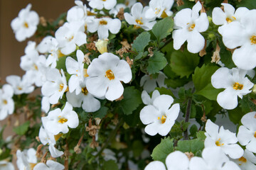 Beautiful Sutera blooms white flowers in the garden in summer day