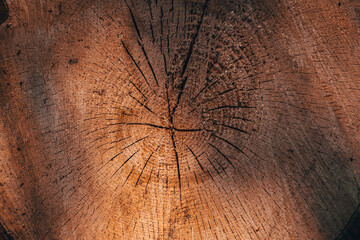 Sawed tree. Cut with rings.