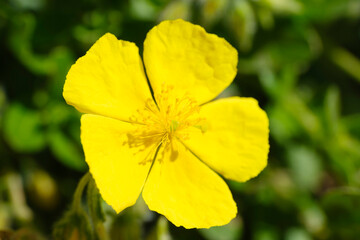Sonnenröschen (Helianthemum), Nordrhein-Westfalen, Deutschland