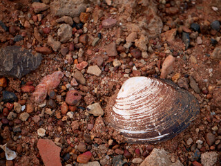 Sea shell fixed on concrete stone field natural object image.