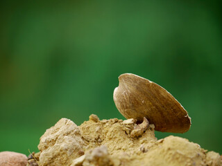 Angelic sea shell closeup view isolated at green blur background, wildlife concept image