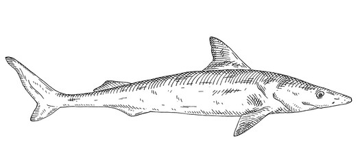 Whole fresh dogfish shark on white. Vintage engraving monochrome black illustration.