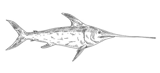 Whole fresh fish swordfish on white. Vintage engraving monochrome black illustration.