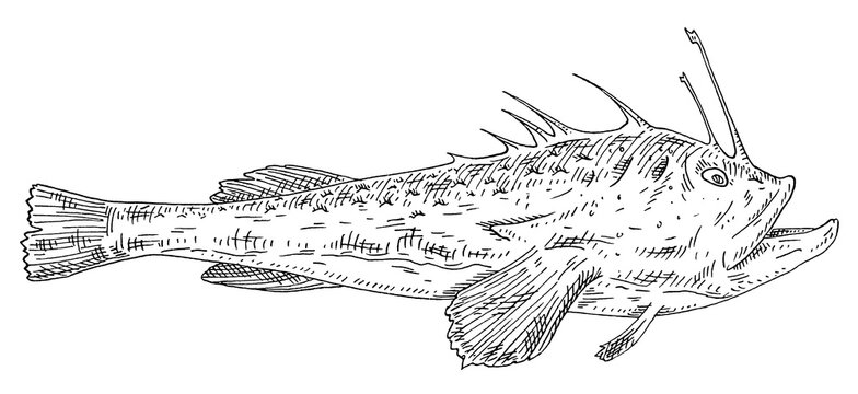 Whole fresh fish monkfish on white. Vintage engraving monochrome black illustration.