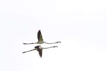 Two flamingoes flying with extended wings on white