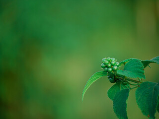 sublime flower plant buds presenting isolated at blur green background.