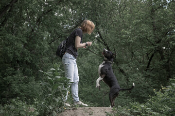 Fototapeta premium A girl and a dog are playing in nature. American Staffordshire Terrier. Black and white dog. A young girl.