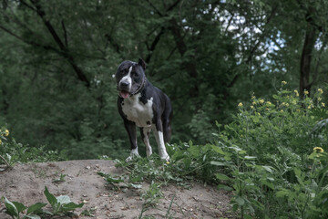 A beautiful black and white dog stands next to the bushes in the forest. American Staffordshire Terrier. Green nature.