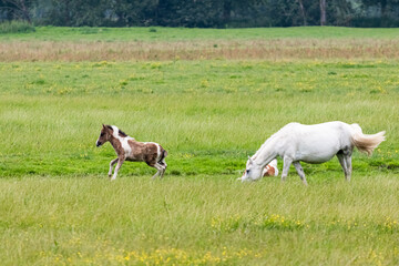 Plakat horse in the marshes of Sougeal, in Brittany